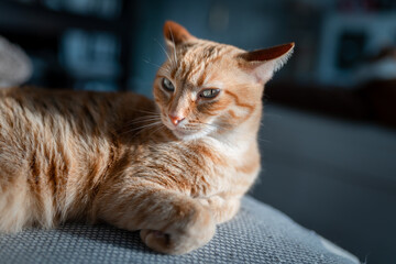 brown tabby cat with ears down under the light of the window. close up