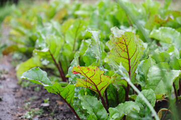 beets in the garden, fresh beets growing in the ground, gardening concept, natural products from your own garden