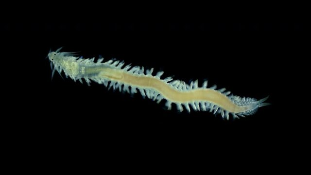 Worm Polychaeta, of the Phyllodocidae family under a microscope, possibly the genus Eulalia sp. Predators, but can feed on dead organisms. Sample found in Barents Sea