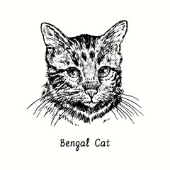 Bengal Cat face portrait. Ink black and white doodle drawing in woodcut style.