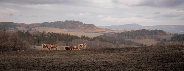 Fototapeta premium Cow panorma