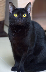 black shorthaired cat with yellow eyes