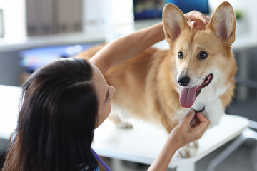 Veterinarian listening to corgi dog with stethoscope in clinic