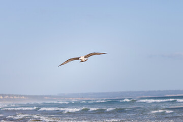 Fototapeta na wymiar a lone seagull flying over the stormy waves of the Atlantic Ocean
