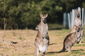 Eastern Grey Kangaroo, Ulladulla, NSW, Australia. 