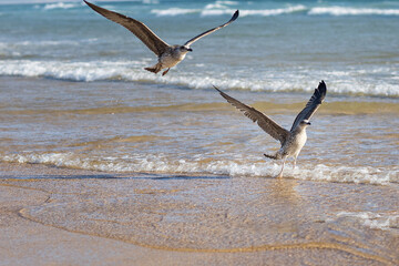seagulls flying over the waves. ocean shore. walks along the Atlantic coast.