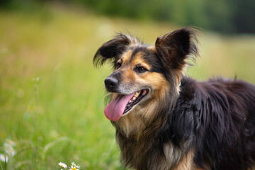 Cute mix breed dog posing on the flower meadow