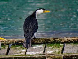 Snowy Cormorant From Back