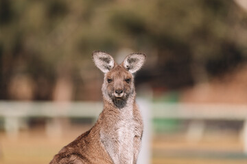 Fototapeta premium Eastern Grey Kangaroo, Ulladulla, NSW, Australia. 