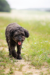 Beautiful mudi poodle mix breed dog posing in flowers, nature