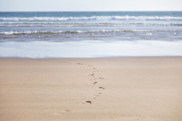 footprints on the beach. beach shoreline. recreation concept
