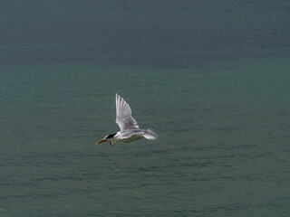 Tern Above Sea