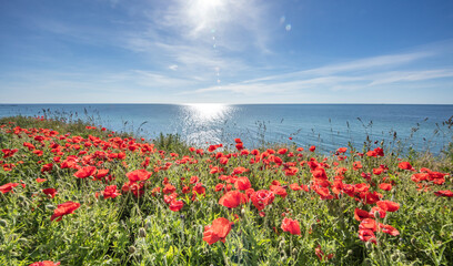 mohn am meer