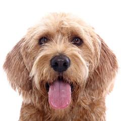 Portrait of beautiful animals in front of a white background