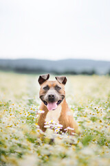 Beautiful blue nose amstaff sitting on the field full of flowers