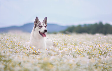 Beautiful siberian husky mix breed dog posing on the flower meadow