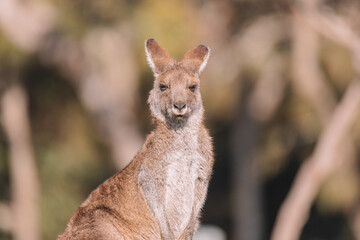 Eastern Grey Kangaroo, Ulladulla, NSW, Australia. 