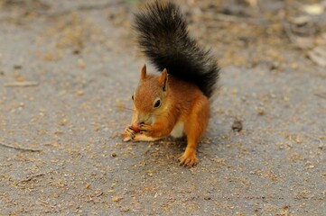 A squirrel with red fur and a fluffy tail eats nuts. Portrait of a squirrel holding a nut in its mouth. A beautiful and cute rodent in the forest. A bright red squirrel sits on the ground in the park.
