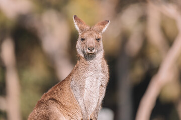 Eastern Grey Kangaroo, Ulladulla, NSW, Australia. 