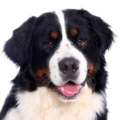 Portrait of beautiful animals in front of a white background