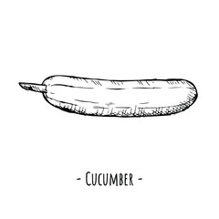 Cucumber. Vector illustration. Isolated object on white. Hand-drawn style.