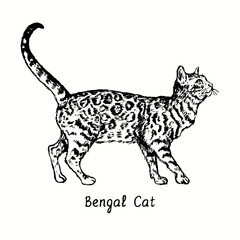 Bengal Cat standing side view. Ink black and white doodle drawing in woodcut style.