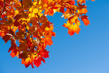 Maple tree (Acer platanoides) in autumn colors, blue sky background.