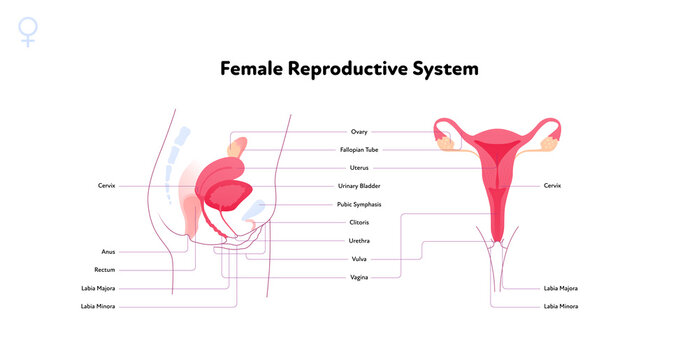 Human reproductive system anatomy inforgaphic chart. Vector flat healthcare illustration. Female uterus with name diagram. Front and side view. Design for biology, health care, gynecology