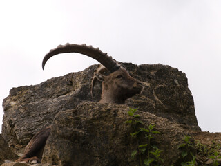 Ein Steinbock (Ibex) präsentiert sein eindrucksvolles Horn vor dem Himmel