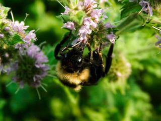 Large fluffy bumblebee closeup. Background with bumblebee pollinating peppermint flowers. macro. A high resolution.