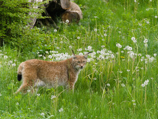 Fototapeta premium Ein Luchs im hohen Grass schaut in Richtung der Kamera
