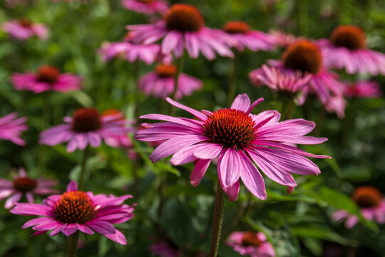 Purple coneflowers on a green background
