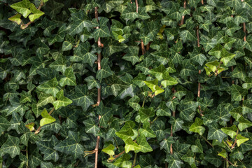 Background of green ivy branches