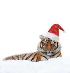 tiger in santa claus cap isolated on white background