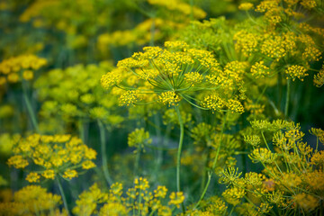 Fresh dill (Anethum graveolens) growing on the vegetable bed. Annual herb, family Apiaceae. ...