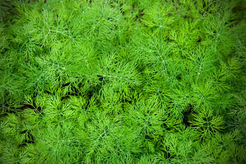 Fresh dill (Anethum graveolens) growing on the vegetable bed. Annual herb, family Apiaceae. ...