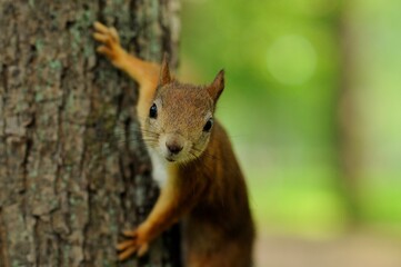 Squirrel on a tree and looks into the camera lens. A fast squirrel is hiding in a tree. Take care of nature, because animals live there. A beautiful, fluffy animal, an inhabitant of parks and forests.