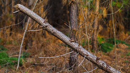 Paysage forestier observé entre les rangées de pins landais, pendant l'heure dorée