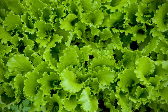Green organic lactuca sativa. Home grown lettuce mazur. Vegetable in farm. Fresh green Iceberg lettuce plant in nature garden. Annual plant of the daisy family, asteraceae