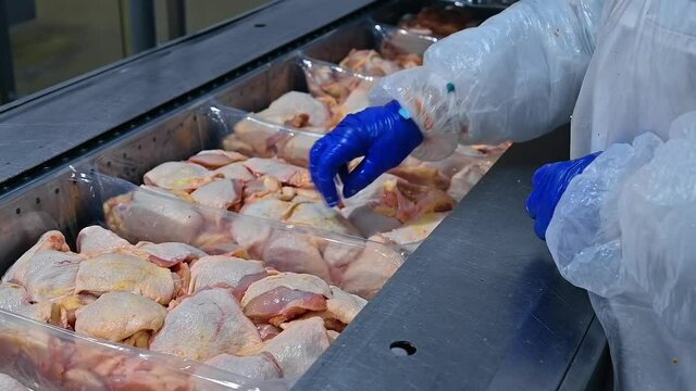 Meat processing plant. Ready chicken meat packaged in containers on a conveyor line. Worker places meat on a poultry farm and preparing to the wrapping