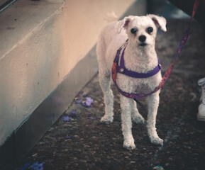 Cute white dog