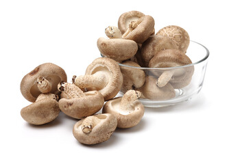 Shiitake mushroom on the White background 