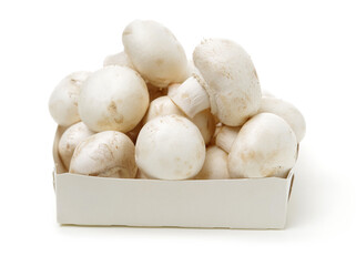 Shiitake mushroom on the White background 