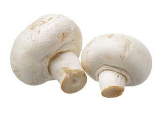 Shiitake mushroom on the White background 