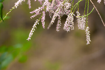 Nature background of summer bright purple pink wildflowers close up with copy space. Floral backdrop for your project. Wildlife organic and travel concept