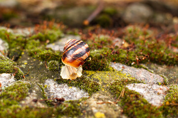 Close up snail on green moss among pebbles. Nature animals concept with copy space outdoor on daylight shot