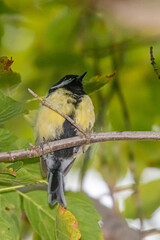 great tit perched on a tree branch