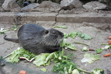  portrait of Ondatra nutria  rodent, healthy vegetables salat picnic, feeding plant balanced food...