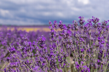Naklejka premium Blooming lavender in the summer. lavender blooming scented flowers.
