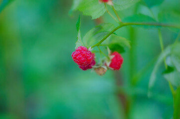 Raspberries in the wild. Ripe raspberry berries. Red raspberries and green leaves in summer garden, close up.